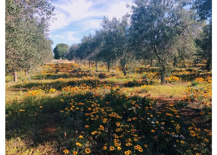 Olive Grove Retreat 2 By Tiny Away