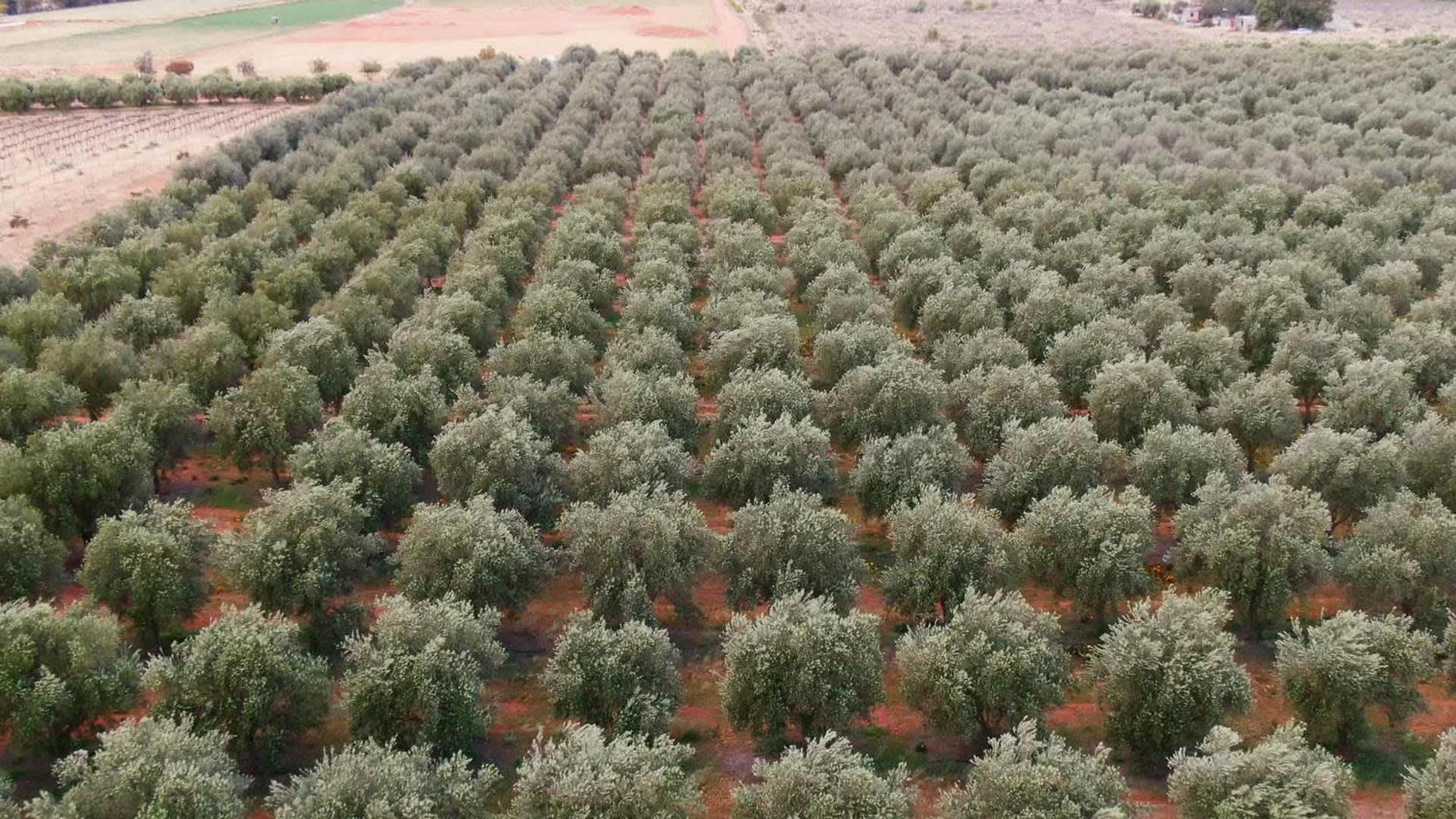 Olive Grove Retreat 2 By Tiny Away Holiday home *